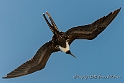 3828 Frigate bird in flight